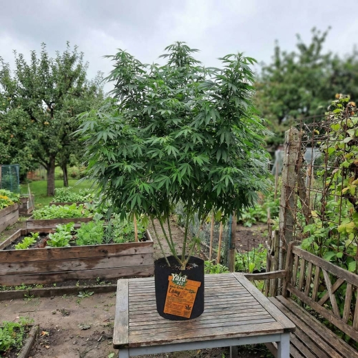 Preview: Grow Bucket Living Soil organic